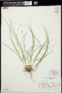 Carex willdenowii image