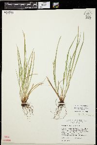 Carex willdenowii image