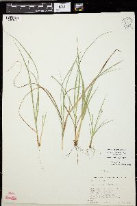 Carex willdenowii image