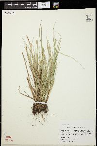 Carex willdenowii image