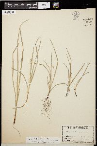 Carex willdenowii image