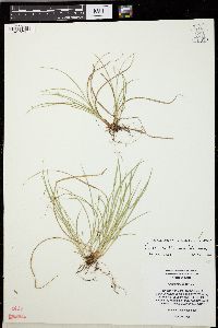 Carex willdenowii image