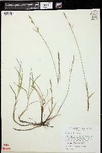 Carex woodii image