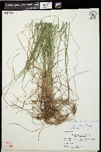 Carex woodii image