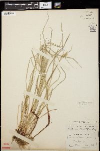 Carex woodii image