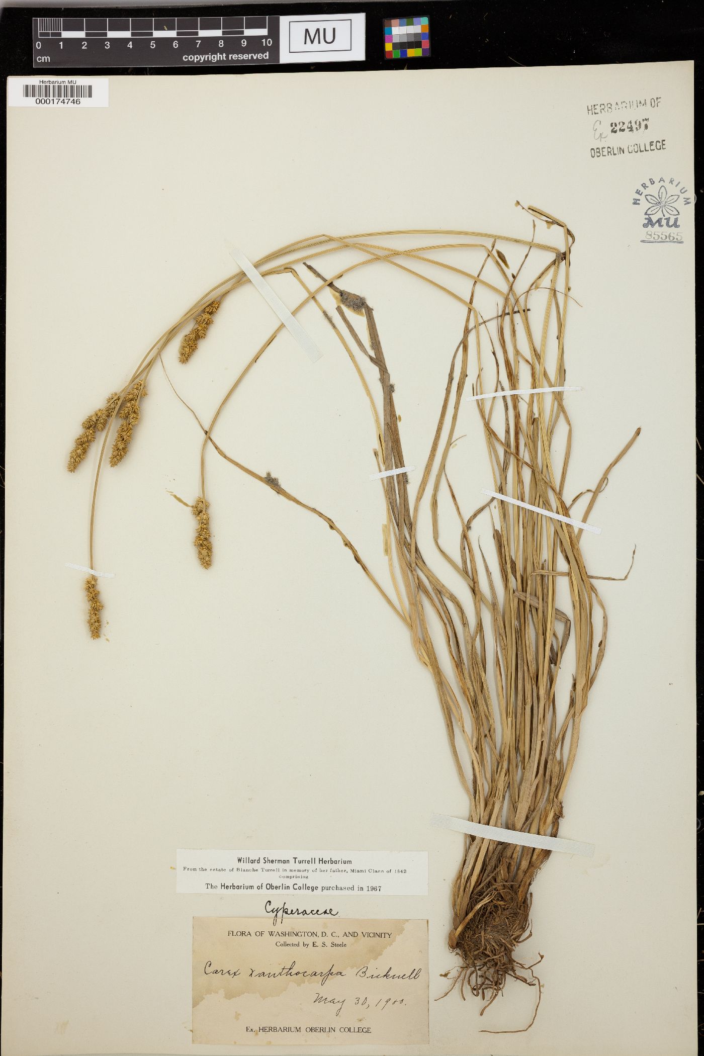 Carex xanthocarpa image
