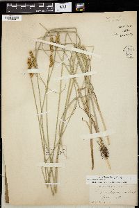 Carex xanthocarpa image