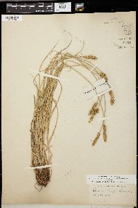 Carex xanthocarpa image