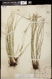 Carex schiedeana image