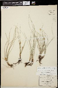 Carex planostachys image