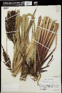 Carex donnell-smithii image