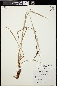 Image of Carex brunnipes