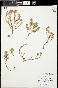 Polygonum achoreum image