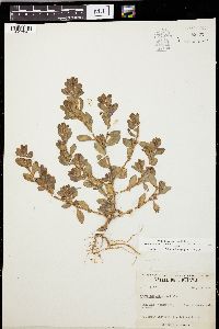 Polygonum achoreum image