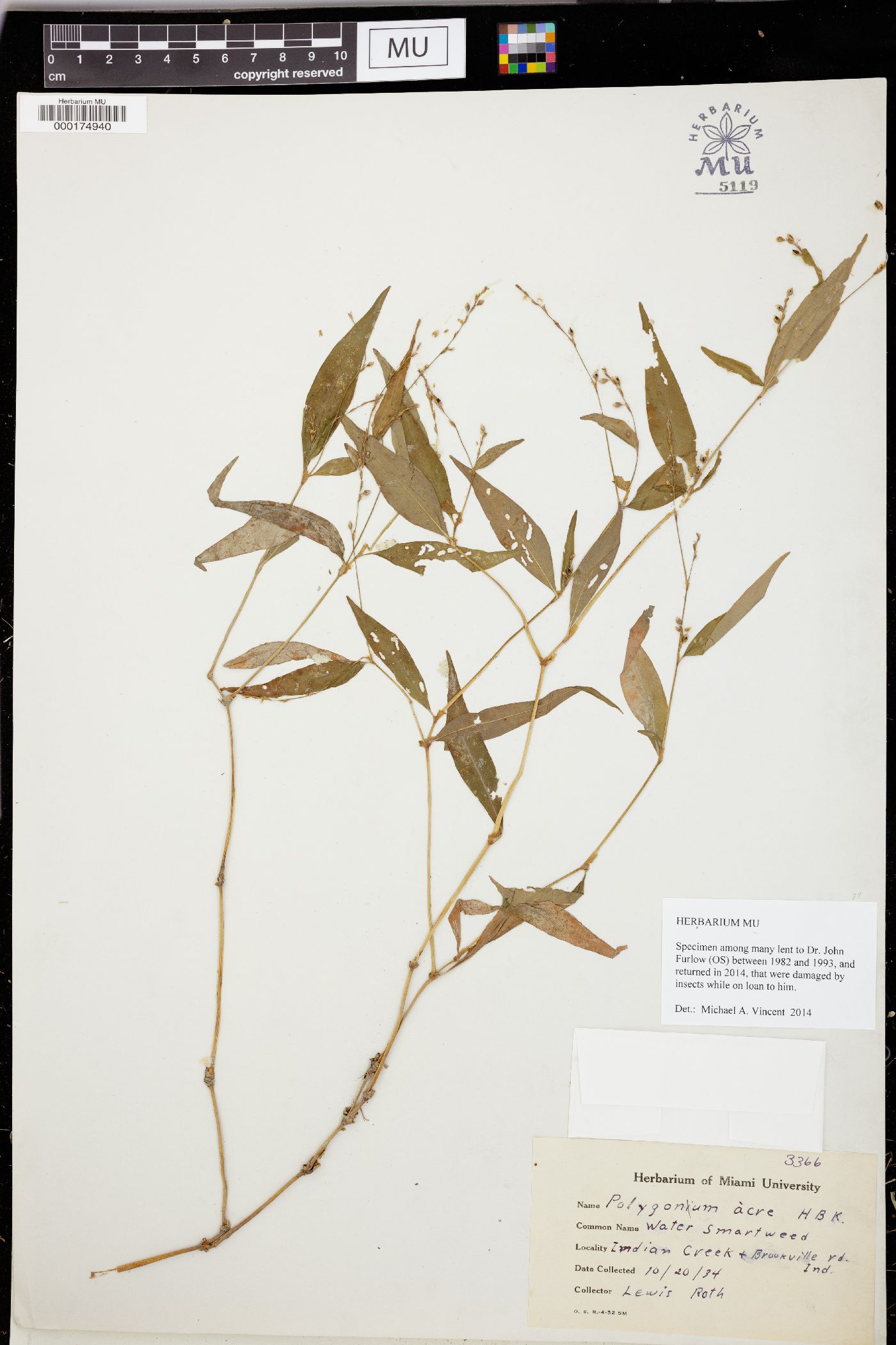 Polygonum acre image