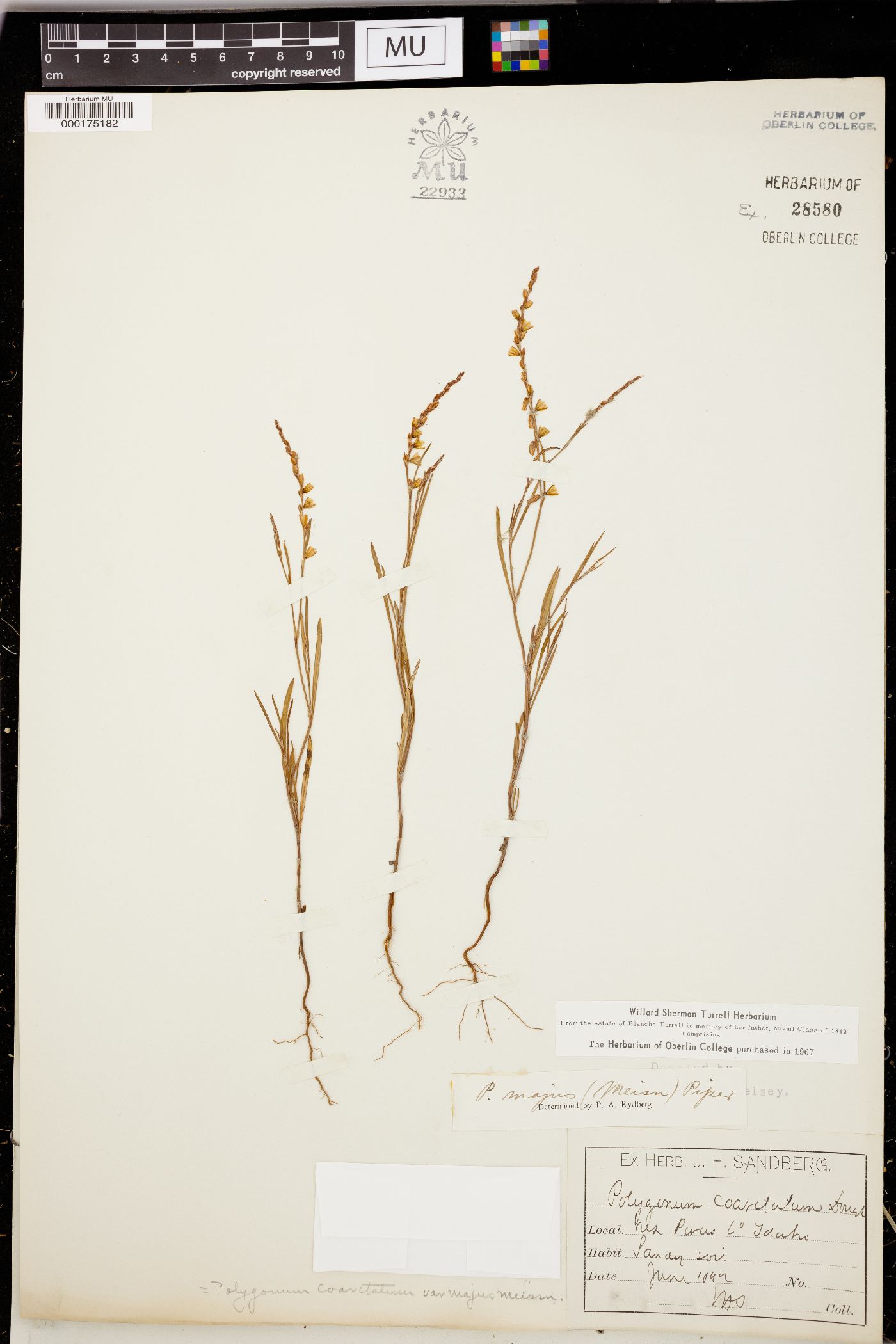 Polygonum majus image