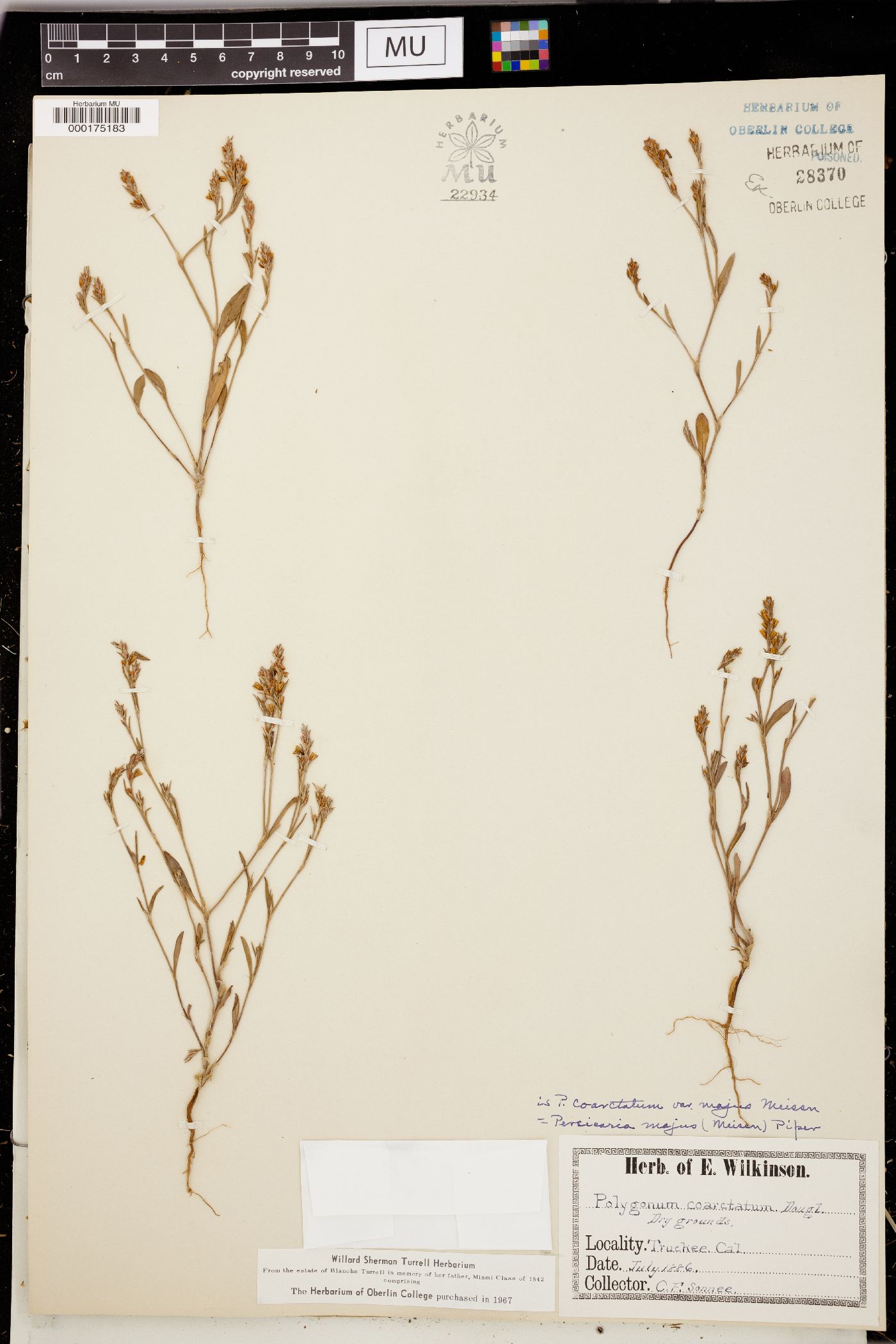 Polygonum coarctatum image