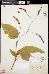 Persicaria orientalis image