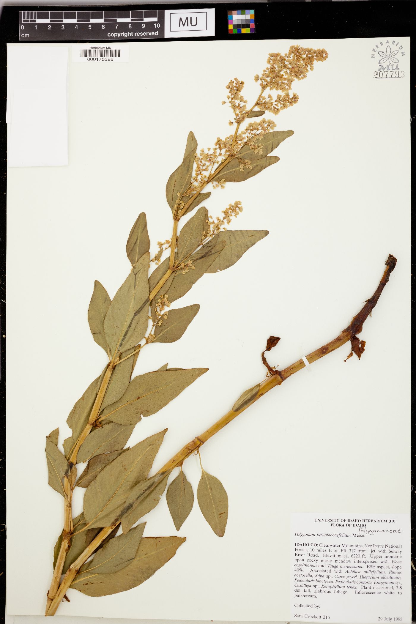 Polygonum phytolaccaefolium image