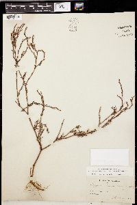 Polygonum ramosissimum image