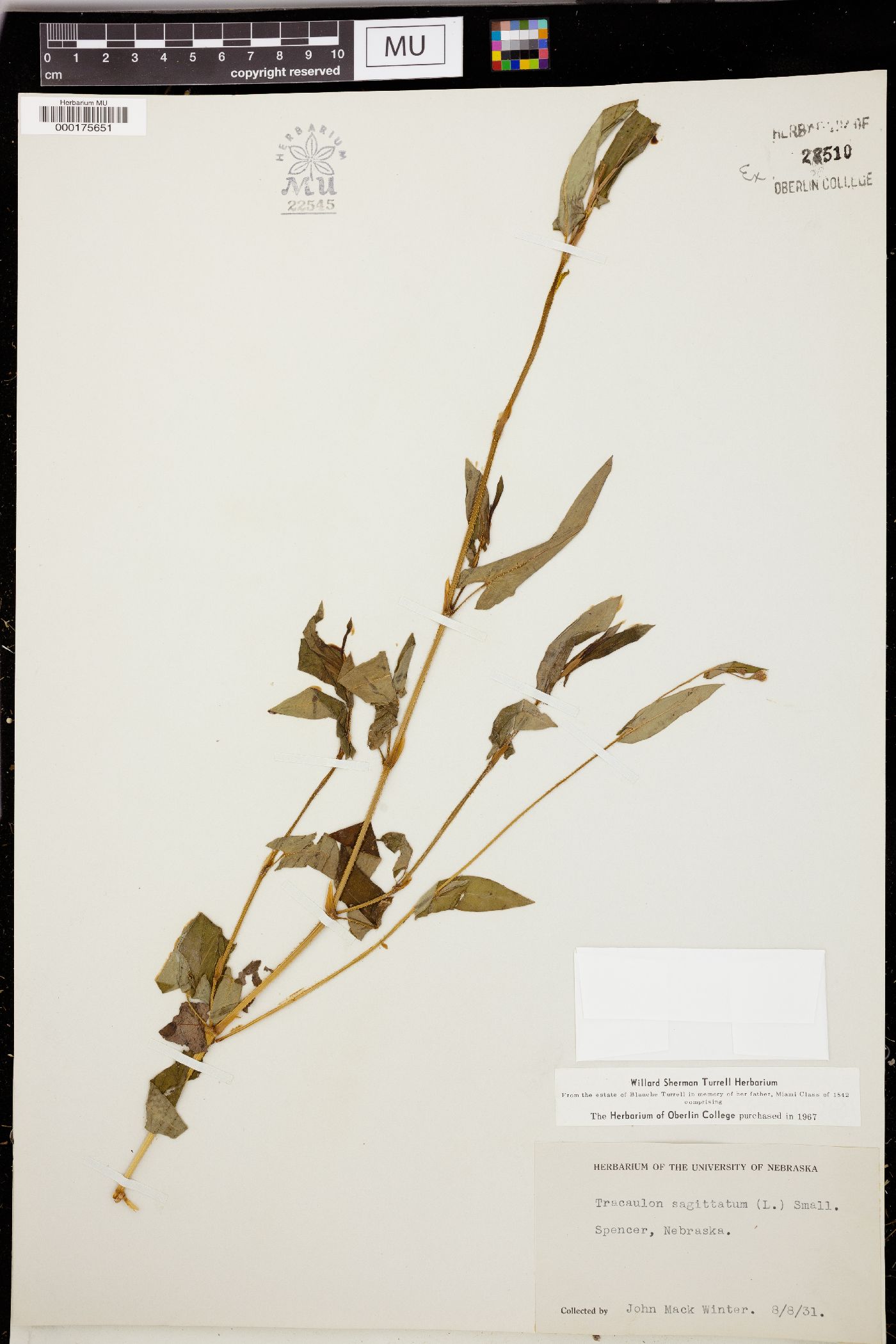 Tracaulon sagittatum image