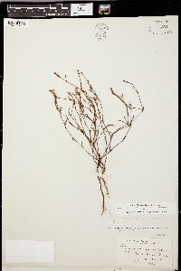 Polygonum spergulariiforme image