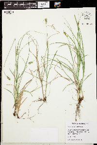 Carex leavenworthii image