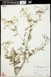 Conium maculatum image