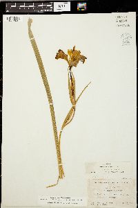 Iris douglasiana image