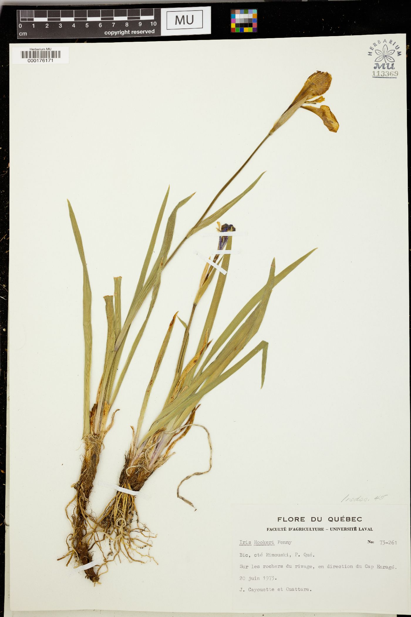 Iris hookeri image