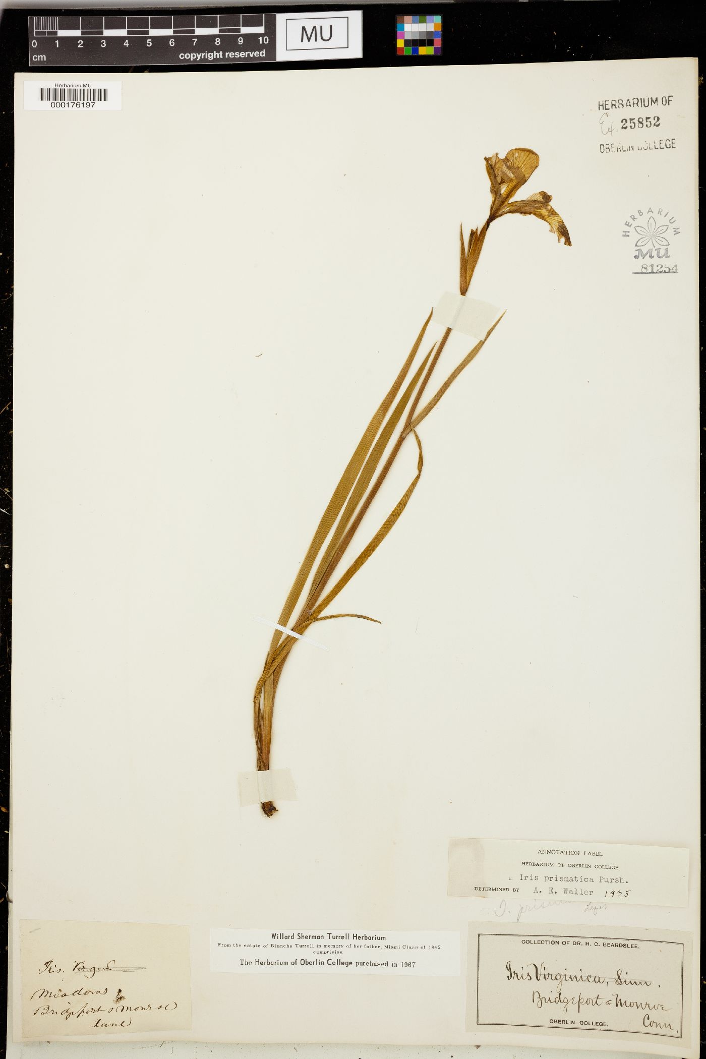 Iris prismatica image