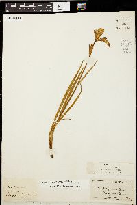 Iris prismatica image