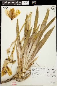 Iris pseudacorus image