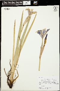 Iris virginica image