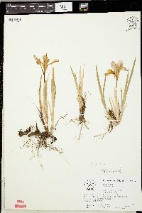 Iris verna image