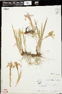 Iris verna image