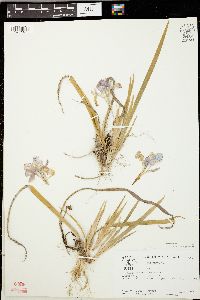 Iris verna image