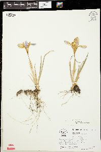 Iris verna image