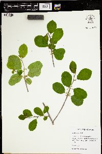 Frangula alnus image