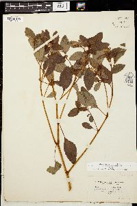 Impatiens biflora image