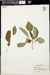 Impatiens biflora image