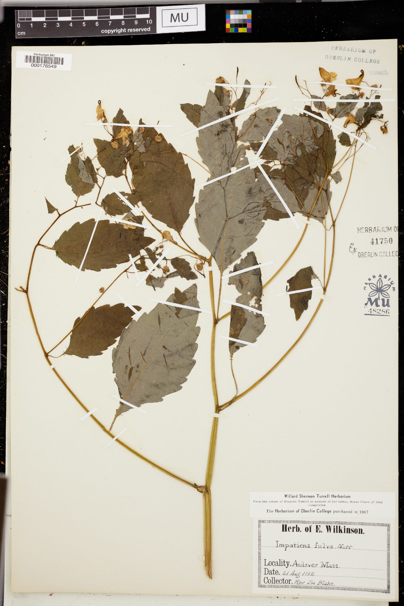 Impatiens fulva image