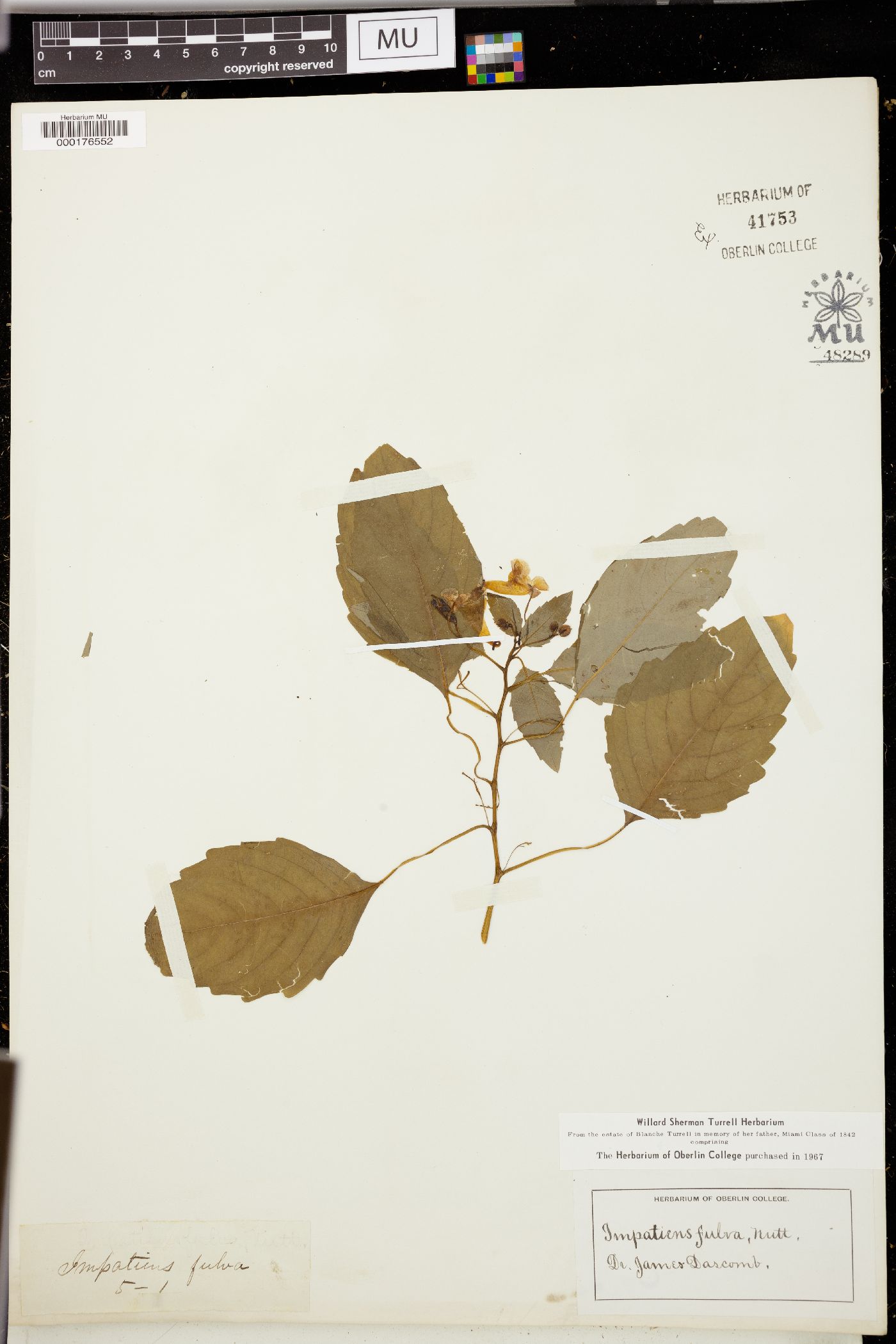 Impatiens fulva image