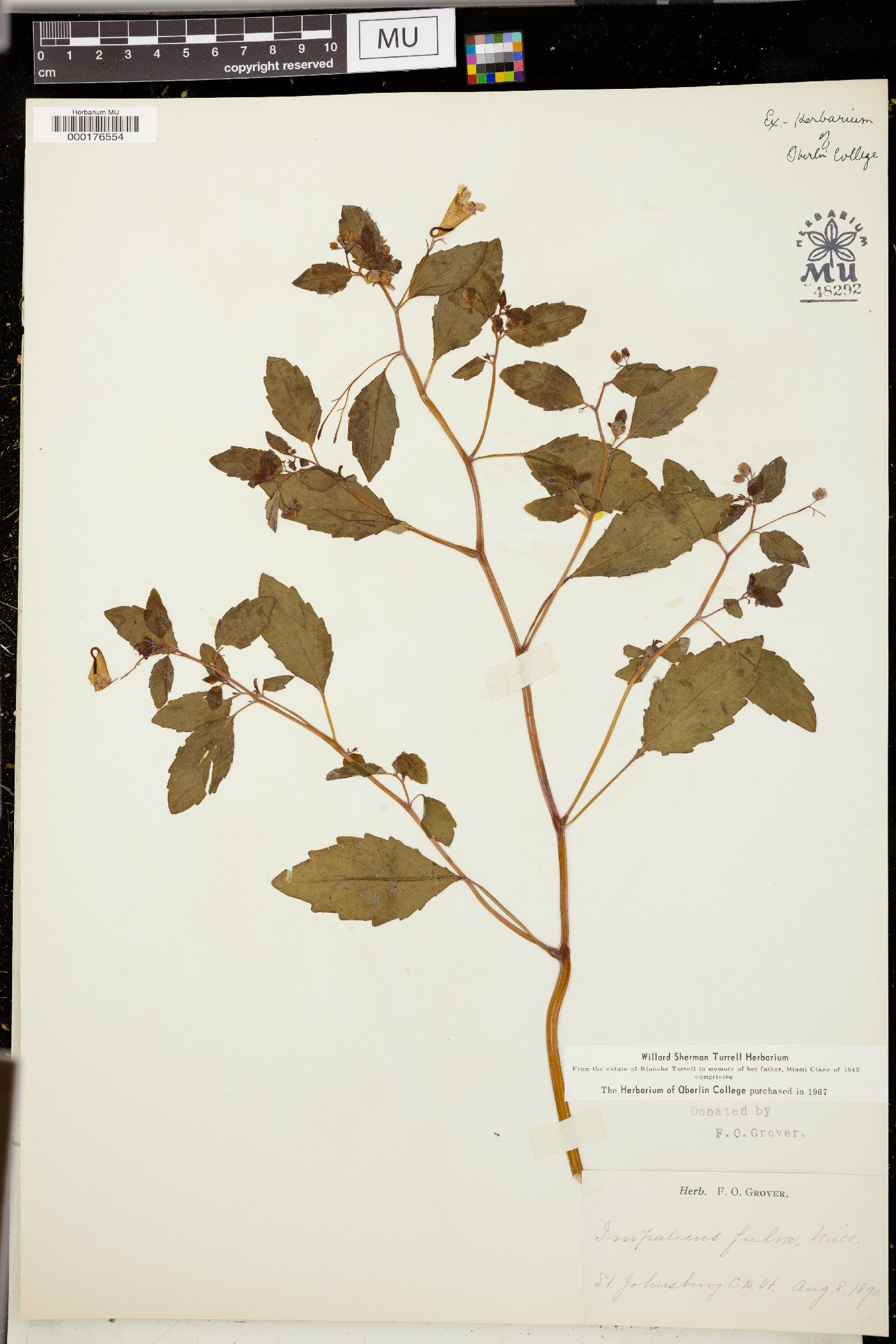 Impatiens fulva image