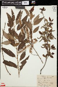 Salix amygdaloides image