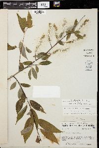 Salix amygdaloides image