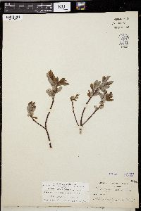 Salix argyrocarpa image