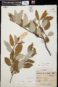 Salix balsamifera image