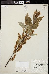 Salix balsamifera image