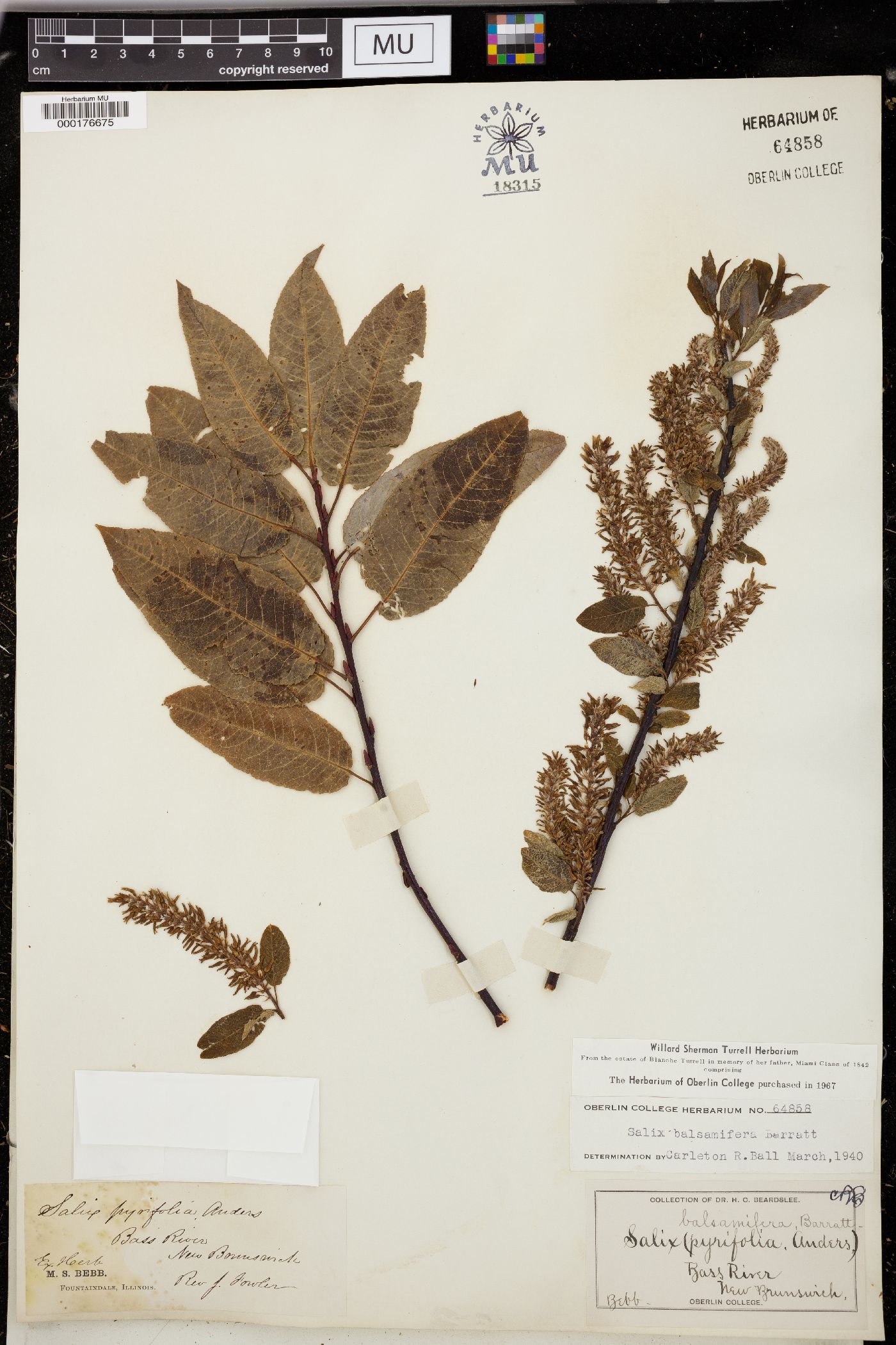 Salix balsamifera image